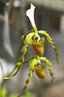 foto,tela,gratis,paisaje,fotografía,idea,Paphiopedilum, Flor verde, Una orquídea, Rizo, 