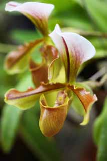 foto,tela,gratis,paisaje,fotografía,idea,Paphiopedilum, Flor verde, Una orquídea, Bolsa, 