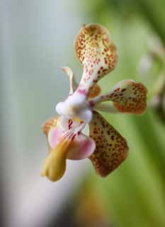 foto,tela,gratis,paisaje,fotografía,idea,Vanda Collor de ave, Póngase amarillo, Una orquídea, Rosado, 