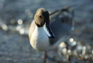 foto,tela,gratis,paisaje,fotografía,idea,Unos patos fotogénicos, Patos, , Aves acuáticas, Amabilidad