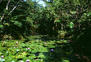 fotografia, material, livra, ajardine, imagine, proveja fotografia,Expedição em uma selva, lírio-d'água, verde, lagoa, 