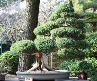 photo, la matière, libre, aménage, décrivez, photo de la réserve,Un bonsai coréen, bonsai, plante de jardin, Jardiner, Art