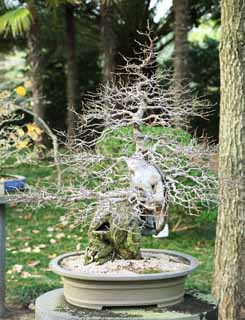 photo, la matière, libre, aménage, décrivez, photo de la réserve,Un bonsai coréen, bonsai, plante de jardin, Jardiner, Art