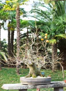 photo, la matière, libre, aménage, décrivez, photo de la réserve,Un bonsai coréen, bonsai, plante de jardin, Jardiner, Art