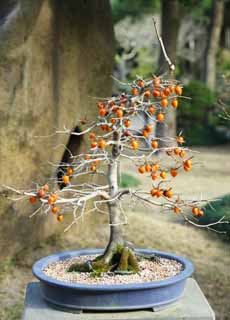 photo, la matière, libre, aménage, décrivez, photo de la réserve,Un bonsai coréen, bonsai, plante de jardin, Jardiner, Art