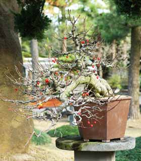 photo, la matière, libre, aménage, décrivez, photo de la réserve,Un bonsai coréen, bonsai, plante de jardin, Jardiner, Art