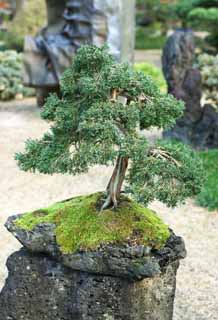 photo, la matière, libre, aménage, décrivez, photo de la réserve,Un bonsai coréen, bonsai, plante de jardin, Jardiner, Art