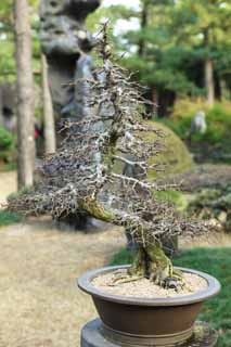 photo, la matière, libre, aménage, décrivez, photo de la réserve,Un bonsai coréen, bonsai, plante de jardin, Jardiner, Art