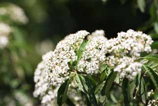 fotografia, material, livra, ajardine, imagine, proveja fotografia,A flor que Mausoléu de Ming Xiaoling é branco, pétala, , estame, Eu aglomero e floresço