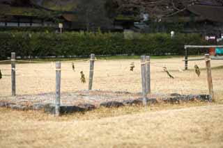 foto,tela,gratis,paisaje,fotografía,idea,Prevención del santuario de Kamigamo en contra del mal, Torii, Guirnalda de paja sintoísta, Prevención en contra del mal, El Emperador