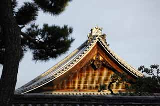 photo, la matière, libre, aménage, décrivez, photo de la réserve,Temple Myoshin-ji ermitage Tokai, Egen Kanzan, boisez fond, Le pape du jardin de la fleur, temple qui appartient à la secte Zen