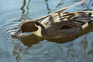 foto,tela,gratis,paisaje,fotografía,idea,Unos patos, Patos, , , Aves acuáticas