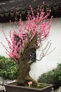 photo, la matière, libre, aménage, décrivez, photo de la réserve,La fleur de la prune de Jardin Yuyuan, Joss logent le jardin, , chemin de branche, bonsai