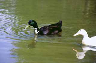 foto,tela,gratis,paisaje,fotografía,idea,Patos en Corea del Sur, Patos, Laguna, , 