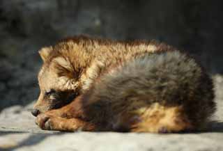 photo,material,free,landscape,picture,stock photo,Creative Commons,Hondo raccoon dog , raccoon dog, , Mock death, I deceive you