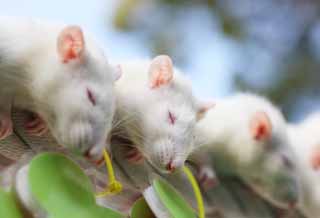 photo,material,free,landscape,picture,stock photo,Creative Commons,It is an afternoon nap pleasantly, mouse, nap, Sleep, Happiness