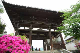 foto,tela,gratis,paisaje,fotografía,idea,Puerta de Deva del templo de Taima, Arquitectura de Buddhism, Dos reyes de Deva, Rey idea de Deva, Una azalea