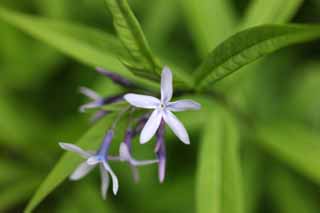 foto,tela,gratis,paisaje,fotografía,idea,Un floret morado blanco, Púrpura, Jardinería, Planta, 