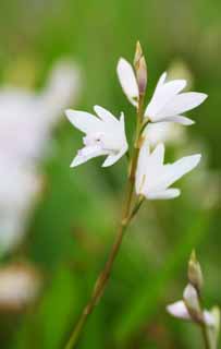 photo,material,free,landscape,picture,stock photo,Creative Commons,A white bletilla, An orchid, bletilla, Germfree dissemination, White