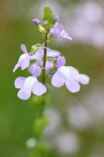 photo,material,free,landscape,picture,stock photo,Creative Commons,A light purple floret, petal, I am pretty, I am beautiful, Neatness