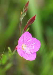 photo,material,free,landscape,picture,stock photo,Creative Commons,Oenothera rosea Oenothera, Pink, naturalized species, weed, I am pretty