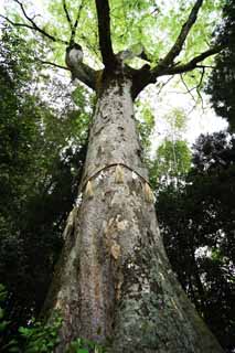 photo, la matière, libre, aménage, décrivez, photo de la réserve,C'est un temple shintoïste arbre sacré dans Uji, arbre, Feston de la paille shintoïste, appendice en papier, Shintoïsme