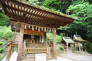 photo, la matière, libre, aménage, décrivez, photo de la réserve,C'est temple shintoïste Temple Kasuga dans Uji, divinité gardienne, Feston de la paille shintoïste, aveugle du bambou, Shintoïsme