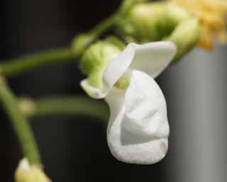 fotografia, material, livra, ajardine, imagine, proveja fotografia,A flor do feijão de haricot, Branco, Feijões roxos, , Legumes