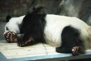 foto,tela,gratis,paisaje,fotografía,idea,Oso panda gigante, Oso panda, , Soy bonito, Siesta