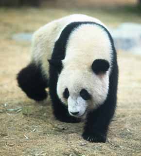 foto,tela,gratis,paisaje,fotografía,idea,Oso panda gigante, Oso panda, , Soy bonito, Camine