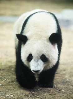 foto,tela,gratis,paisaje,fotografía,idea,Oso panda gigante, Oso panda, , Soy bonito, Camine