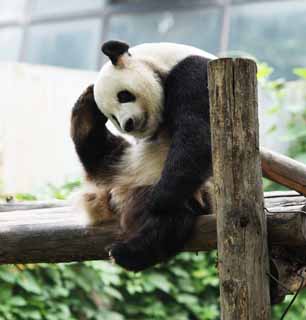 fotografia, materiale, libero il panorama, dipinga, fotografia di scorta,Panda gigante, panda, , Io sono bello, gesto