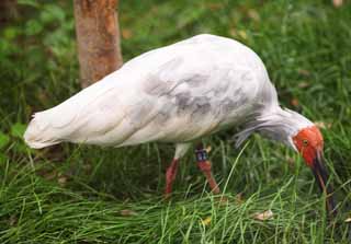 fotografia, materiale, libero il panorama, dipinga, fotografia di scorta,Un giapponese munì di cresta ibis, Tempo, I giapponesi munirono di cresta ibis, , 