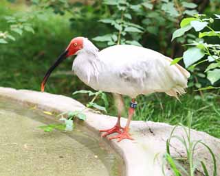 fotografia, materiale, libero il panorama, dipinga, fotografia di scorta,Un giapponese munì di cresta ibis, Tempo, I giapponesi munirono di cresta ibis, , 