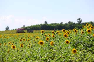 foto,tela,gratis,paisaje,fotografía,idea,El girasol del un equipo, Girasol, , , 