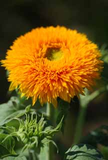 foto,tela,gratis,paisaje,fotografía,idea,El girasol del florecer en el doble, Girasol, , , 