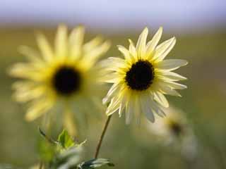 foto,tela,gratis,paisaje,fotografía,idea,Un girasol francés, Girasol, , , 