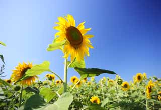 foto,tela,gratis,paisaje,fotografía,idea,El girasol del un equipo, Girasol, , , 