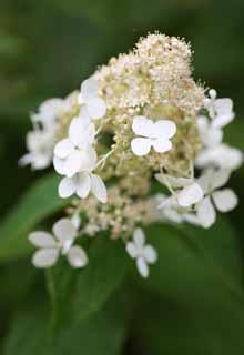 foto,tela,gratis,paisaje,fotografía,idea,Una flor blanca, Pétalo, Naturaleza, Hierba salvaje, La flor del campo