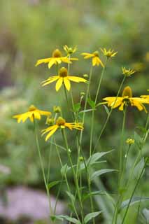 foto,tela,gratis,paisaje,fotografía,idea,Una flor amarilla, Pétalo, Naturaleza, Hierba salvaje, La flor del campo