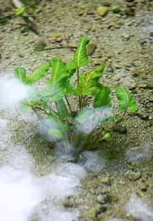 foto,tela,gratis,paisaje,fotografía,idea,El waterweed del parque de ave de lago, Transparence, Waterweed, Primavera, Sand