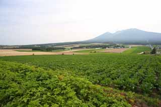 foto,tela,gratis,paisaje,fotografía,idea,Un paisaje rural de Furano, Campo, Monte. Tokachi - dake, El país, Paisaje rural