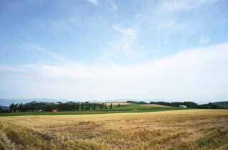 foto,tela,gratis,paisaje,fotografía,idea,Un paisaje rural de Furano, Campo, Álamo, El país, Paisaje rural