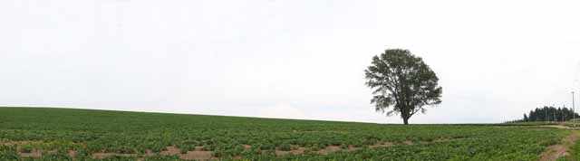 foto,tela,gratis,paisaje,fotografía,idea,Un árbol de la filosofía, Campo, Árbol, El país, Paisaje rural