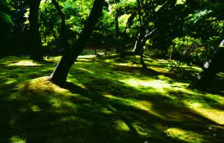 foto,tela,gratis,paisaje,fotografía,idea,Rayos de sol mezclándose entre las hojas. 2, Ginkakuji, Musgo, Árbol, 