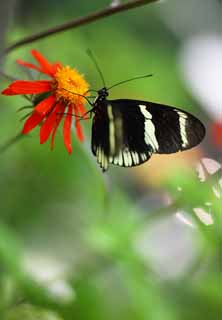 foto,tela,gratis,paisaje,fotografía,idea,La mariposa del país del sur, Pluma, Antena, Mariposa, 