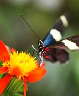 foto,tela,gratis,paisaje,fotografía,idea,La mariposa del país del sur, Pluma, Antena, Mariposa, 