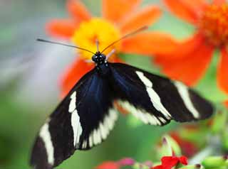 foto,tela,gratis,paisaje,fotografía,idea,La mariposa del país del sur, Pluma, Antena, Mariposa, 