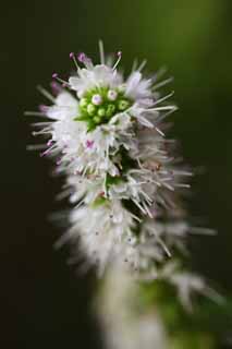 foto,tela,gratis,paisaje,fotografía,idea,La flor del caramelo de menta, Caramelo de menta, Soy bonito, Herb, Estambre