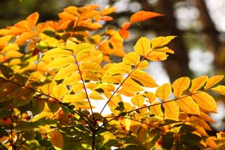 foto,tela,gratis,paisaje,fotografía,idea,Laqueó nodos del árbol de color, Bosque, Luz del sol, Árbol de laca, Monte. Bandai - san